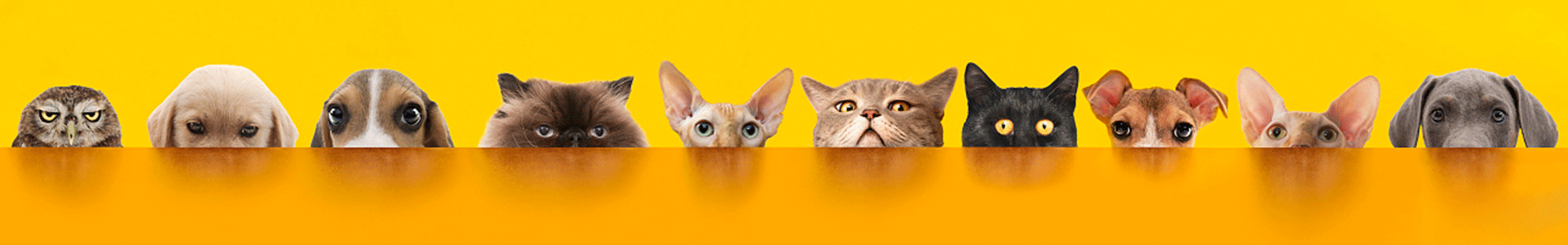 harnais pour animaux de compagnie