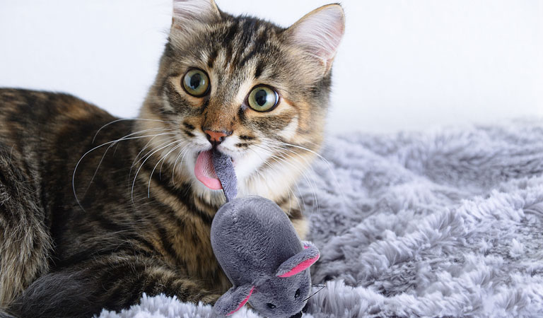 How To Get A Cat To Play With A Toy
