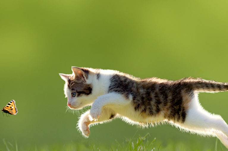 Cats
