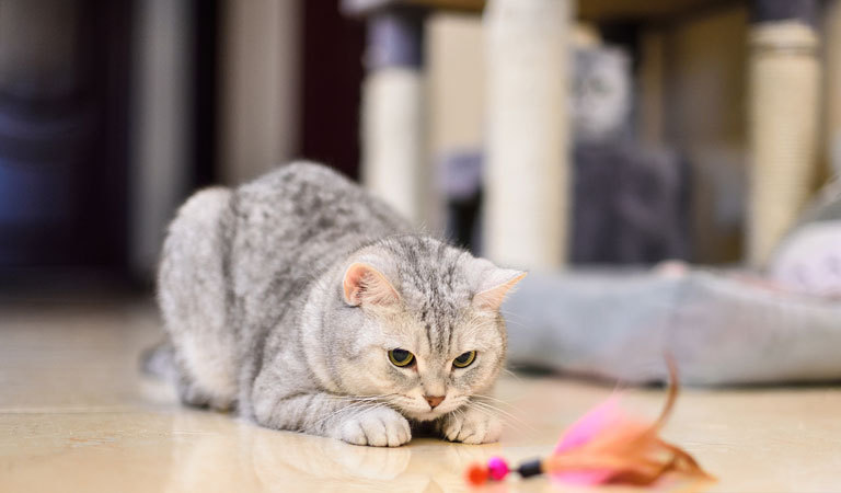 Cat Harness