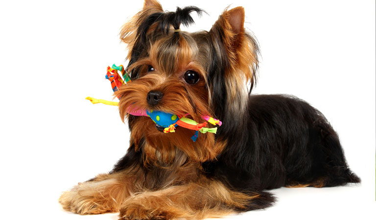 Dogs