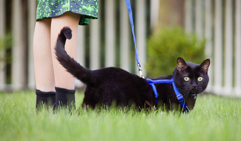cat harness