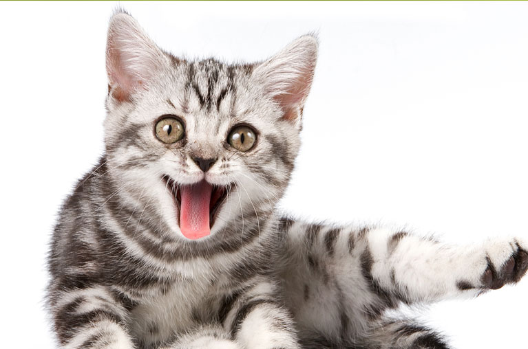 Cat Toys