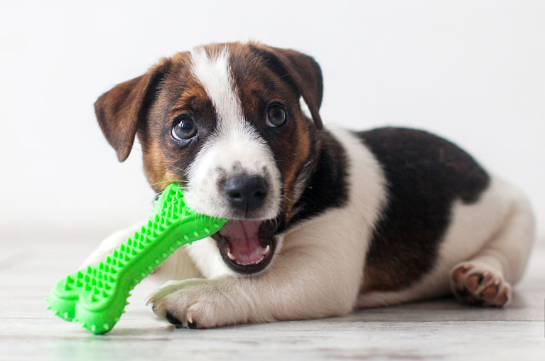 Dog Products