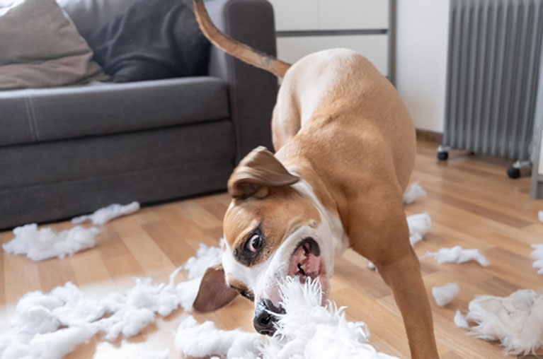 Dog