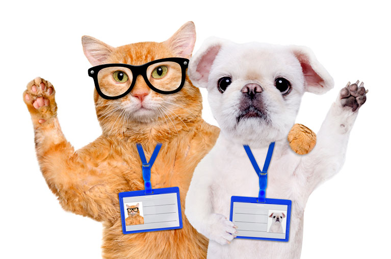 Cat Show