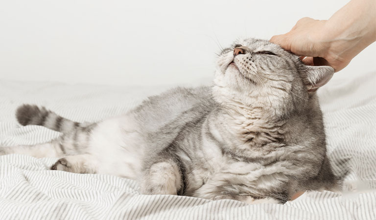 猫