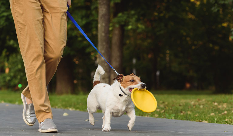 犬