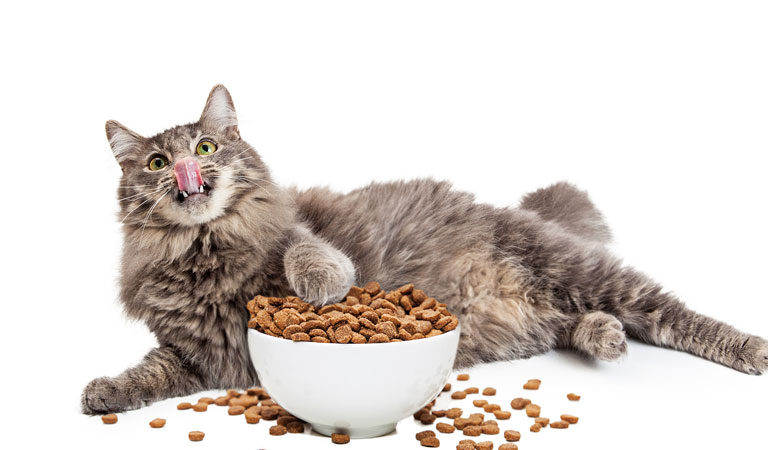 猫の餌
