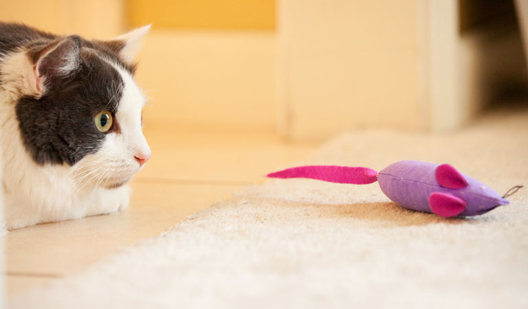 猫にはおもちゃが必要