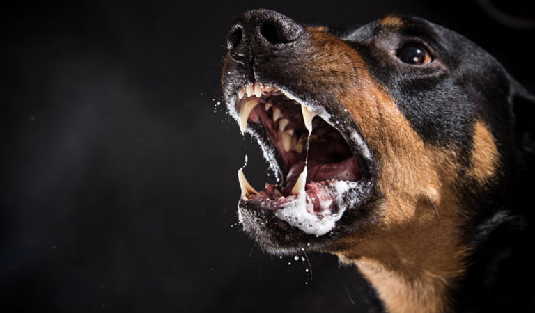 犬
