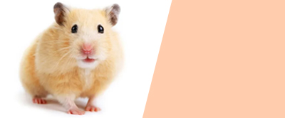 hamsters