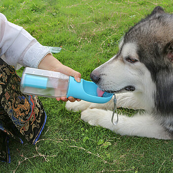 água engarrafada para cães da paiqipet