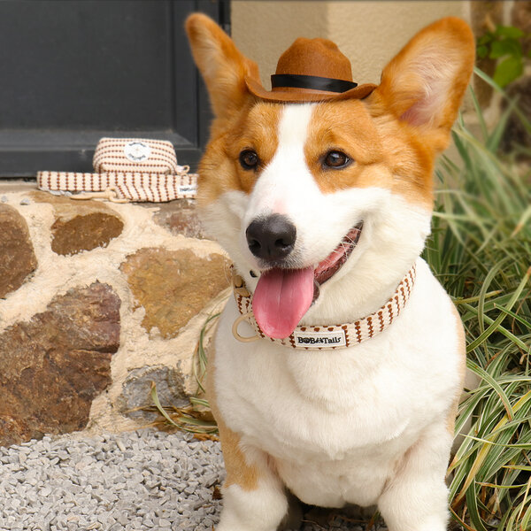 coleira ajustável para cachorro