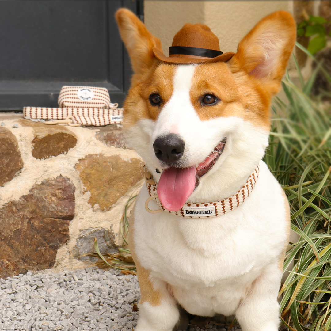 collier de chien réglable