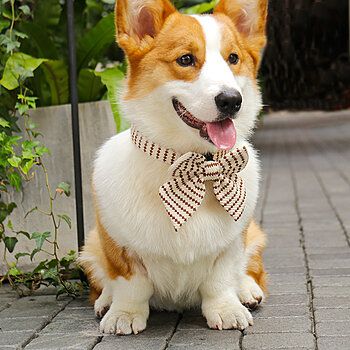 bestes Halsband mit Fliege für kleine Hunde