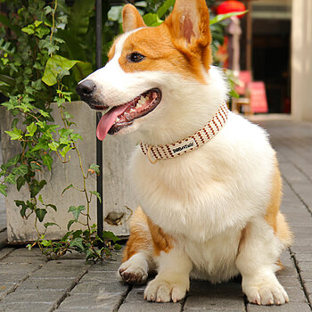 coleira de cachorro marrom