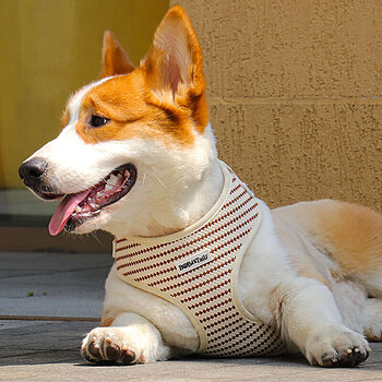 高級犬用ハーネス