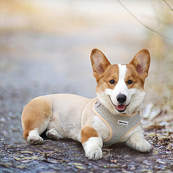 escape proof dog harness for small dogs