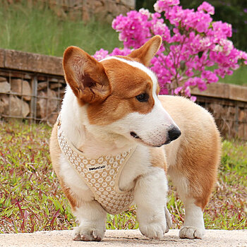 花柄の犬用ハーネス
