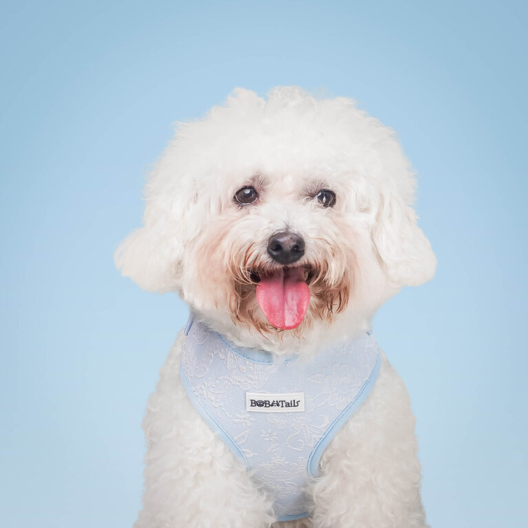 Coleira azul para cães da Paiqipet