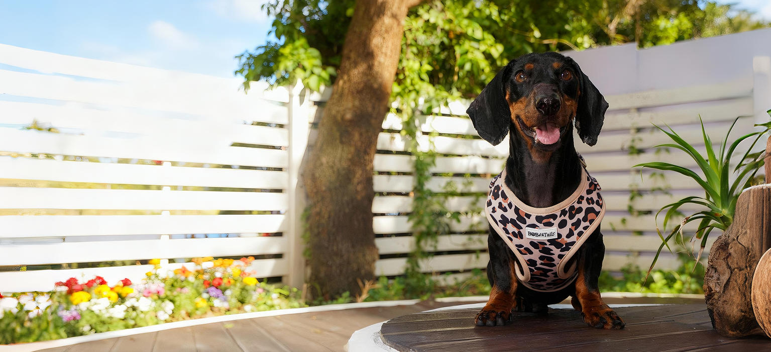 Arnés con estampado de leopardo de Paiqipet
