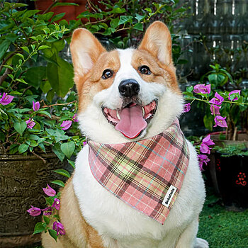 rosa Halstuch mit Schleifen für Hunde