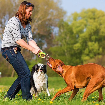 juguete interactivo para perros