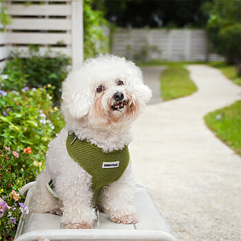 fabricante de arneses para perros personalizados