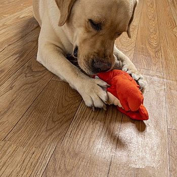 juguete interactivo para perros