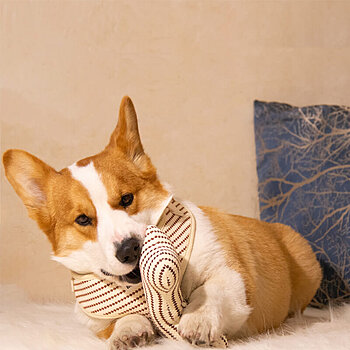 medium dog toy