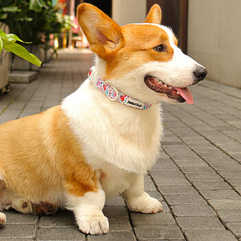 verstellbares Hundehalsband aus Nylon