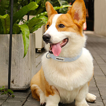 Hundehalsband aus 600D Oxford-Gewebe
