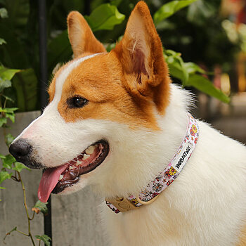 verstellbares Hundehalsband mit Sicherheitsverschluss