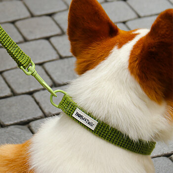 anti-snag dog collar
