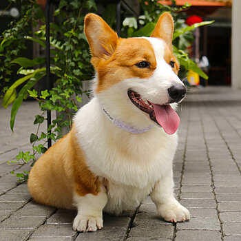 collier pour chien en dentelle anti-accrocs