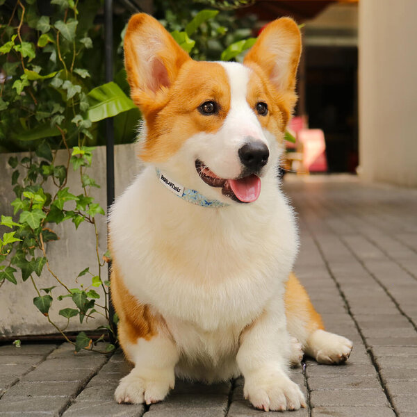 umweltfreundliches Hundehalsband aus Nylon