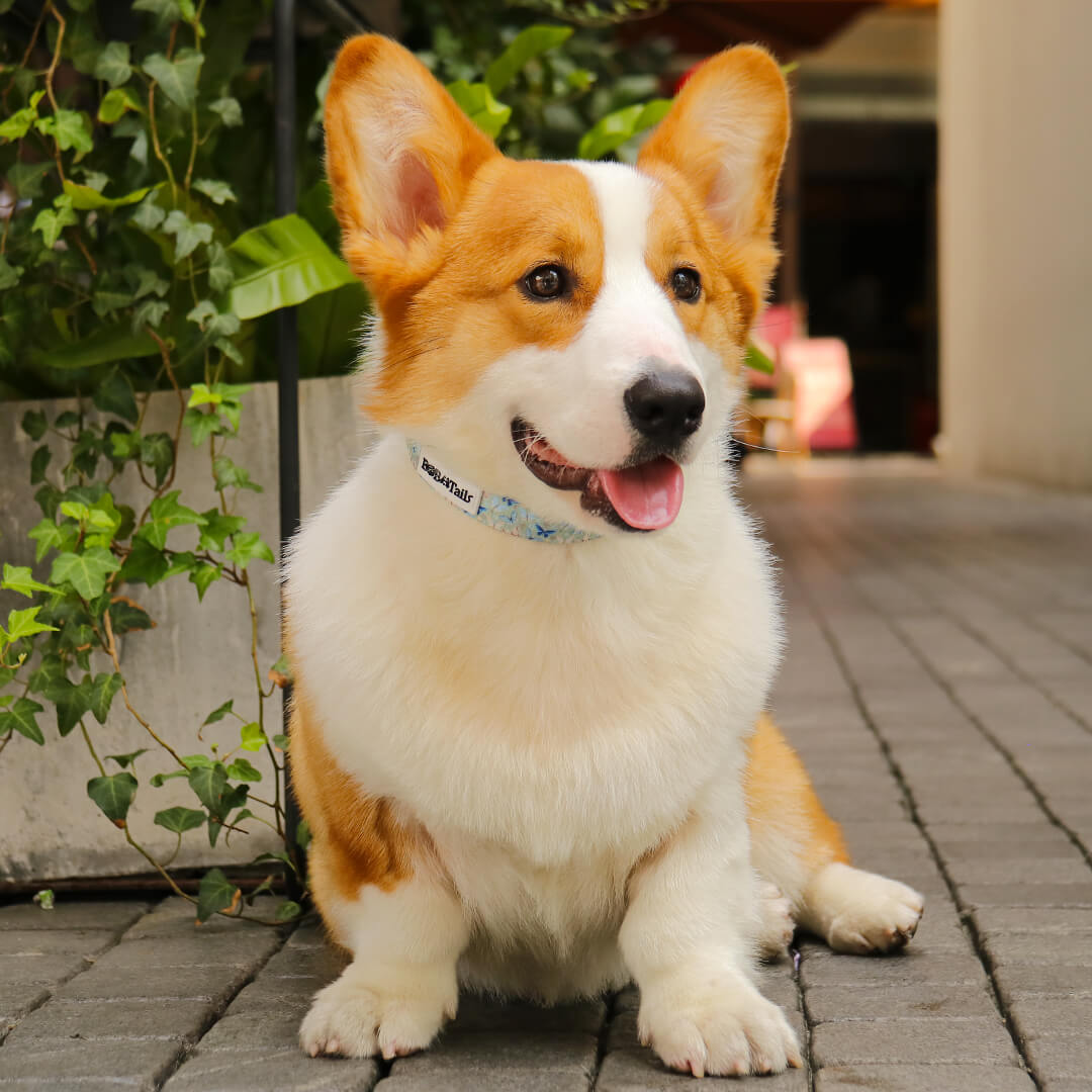 Collier pour chien en nylon écologique