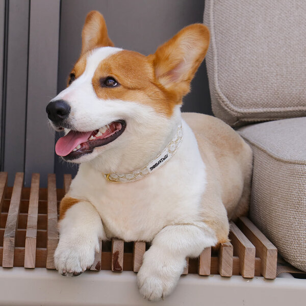 Hundehalsband mit Jacquard-Stickerei