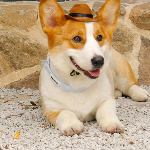 Hundehalsband mit Jacquard-Stickerei