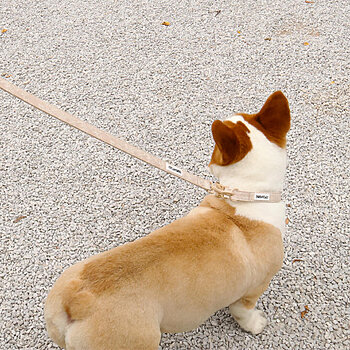 Coleira para cachorro com bordado jacquard