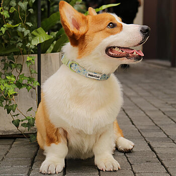 Hundehalsband mit Matcha-Schmetterling