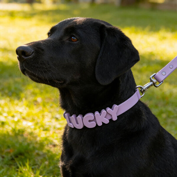 DIY custom name dog collar