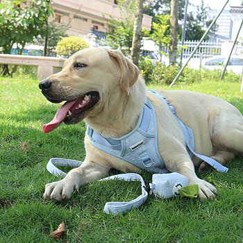 French floral dog leash
