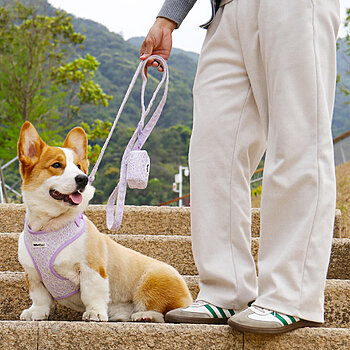 lavender lace dog leash