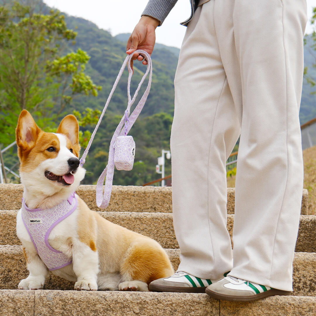 lavender lace dog leash
