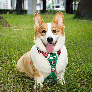 embroidered dog harness