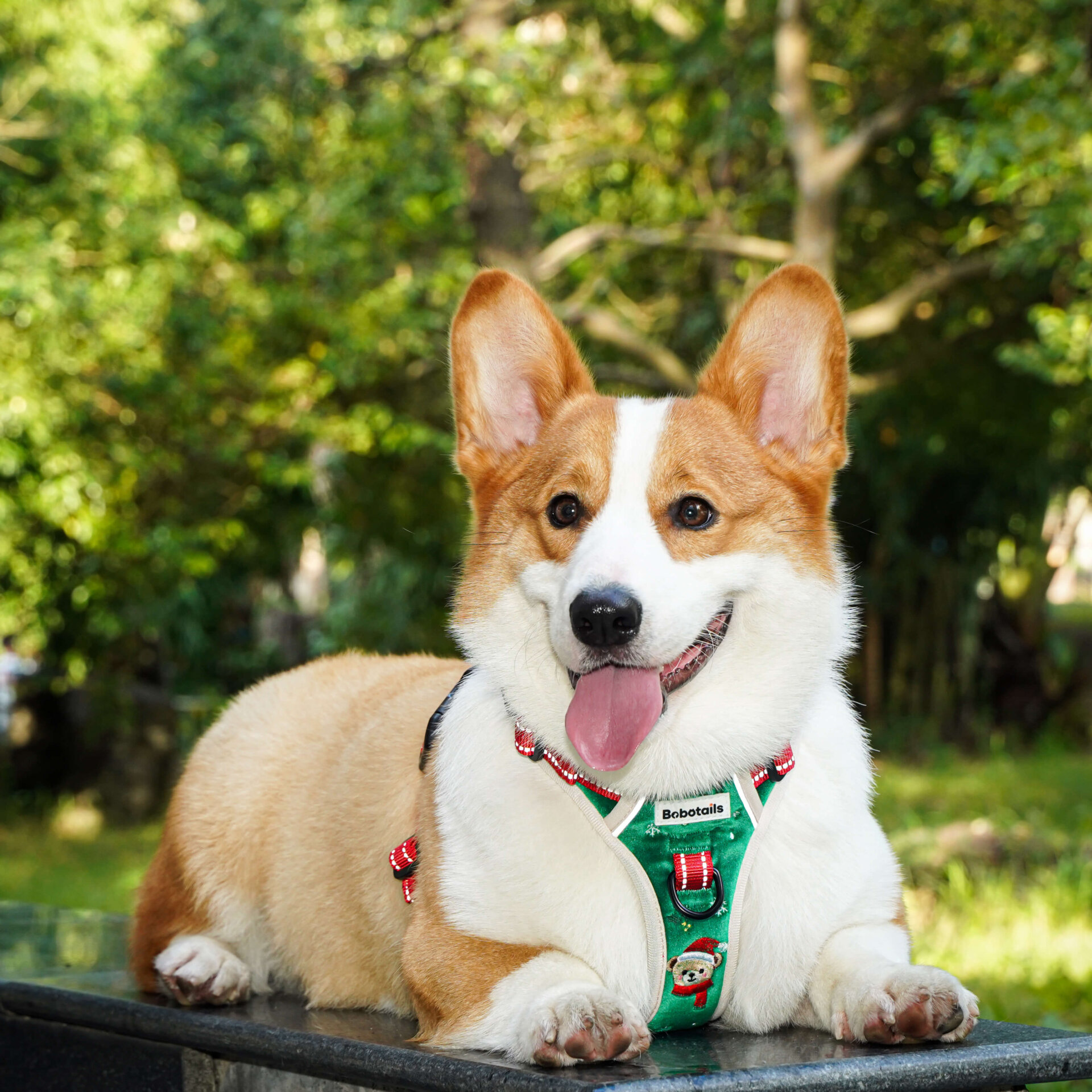 holiday dog walking gear